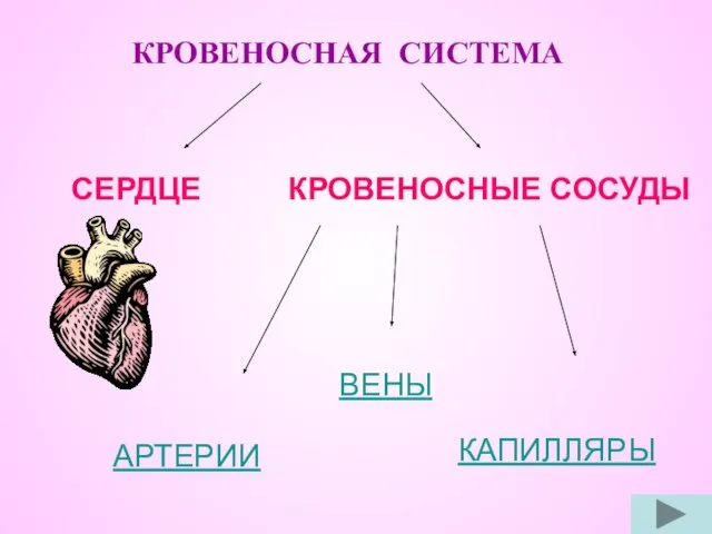 КРОВЕНОСНАЯ СИСТЕМА СЕРДЦЕ КРОВЕНОСНЫЕ СОСУДЫ ВЕНЫ АРТЕРИИ КАПИЛЛЯРЫ