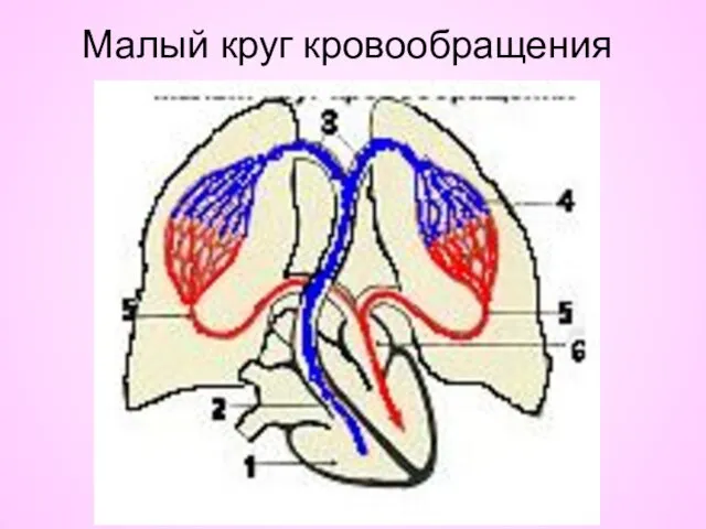 Малый круг кровообращения