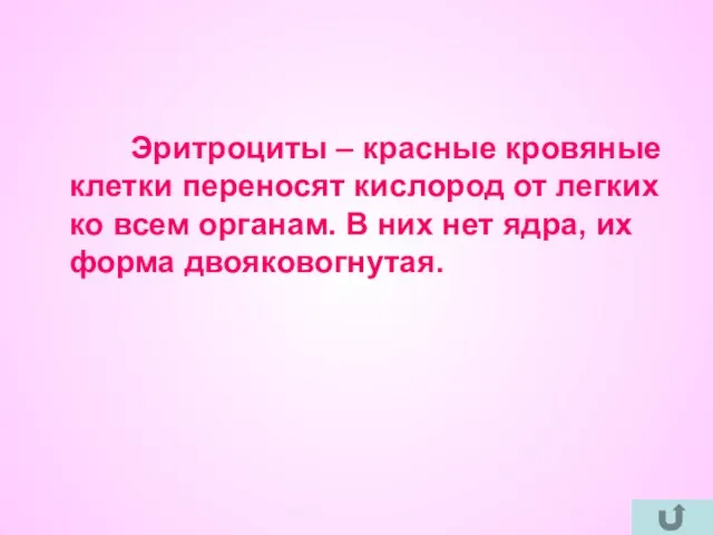 Эритроциты – красные кровяные клетки переносят кислород от легких ко всем органам.