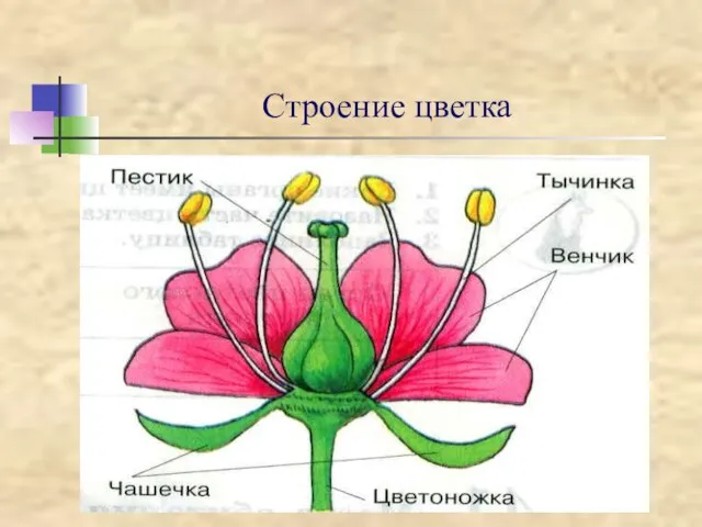 Строение цветка