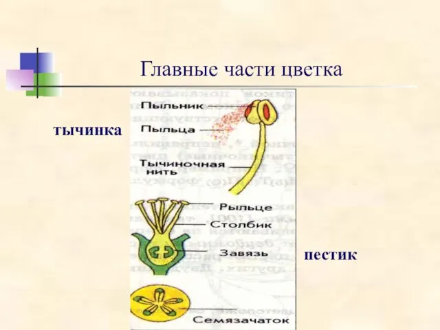 Главные части цветка тычинка пестик