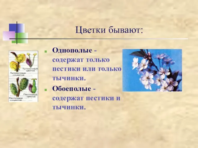 Цветки бывают: Однополые - содержат только пестики или только тычинки. Обоеполые - содержат пестики и тычинки.