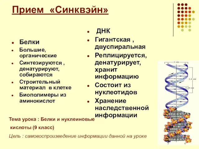 Прием «Синквэйн» Белки Большие, органические Синтезируются , денатурируют, собираются Строительный материал в