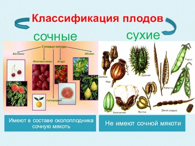 Классификация плодов Имеют в составе околоплодника сочную мякоть Не имеют сочной мякоти сочные сухие