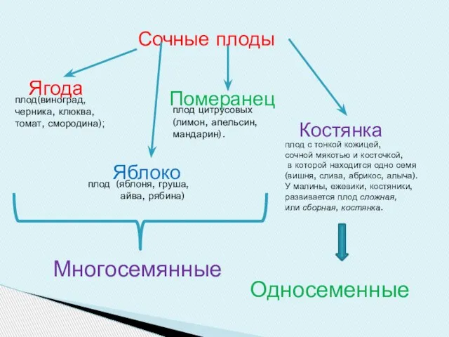 Сочные плоды Ягода Яблоко Померанец Костянка плод (яблоня, груша, айва, рябина) плод(виноград,