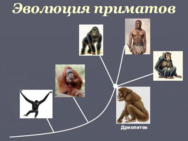 Эволюция приматов Дриопитек