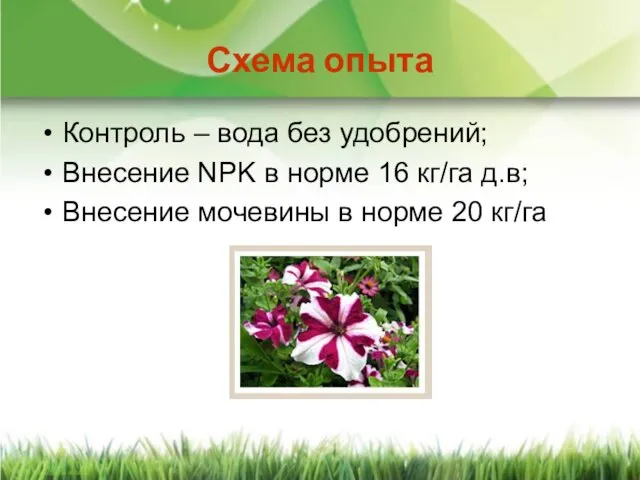 Схема опыта Контроль – вода без удобрений; Внесение NPK в норме 16