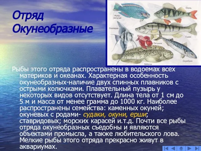 Отряд Окунеобразные Рыбы этого отряда распространены в водоемах всех материков и океанах.