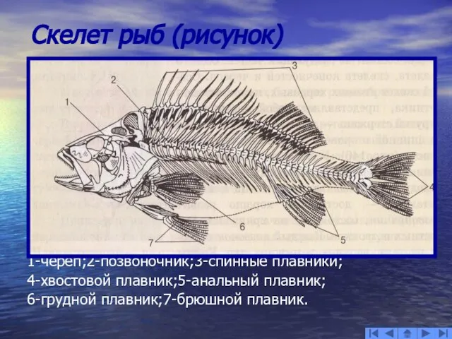 Скелет рыб (рисунок) 1-череп;2-позвоночник;3-спинные плавники; 4-хвостовой плавник;5-анальный плавник; 6-грудной плавник;7-брюшной плавник.