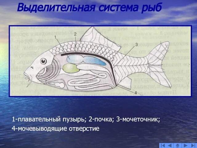 Выделительная система рыб 1-плавательный пузырь; 2-почка; 3-мочеточник; 4-мочевыводящие отверстие