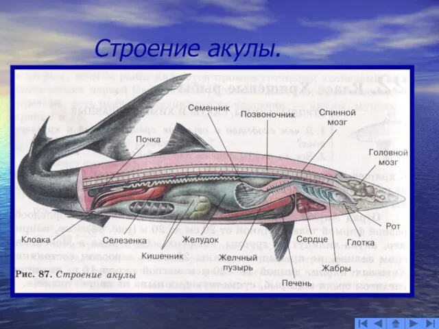 Строение акулы.