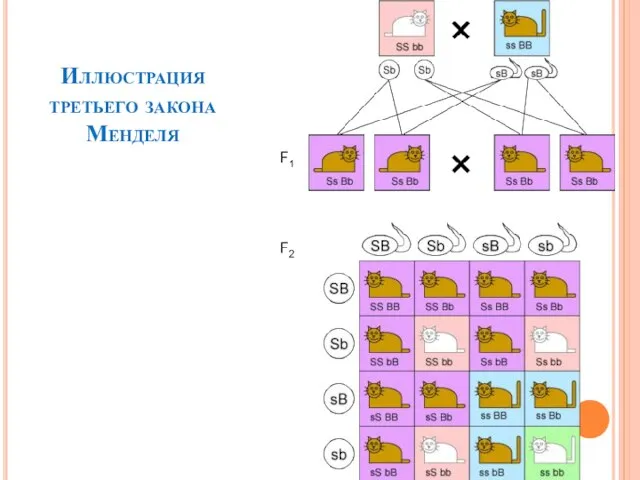 Иллюстрация третьего закона Менделя