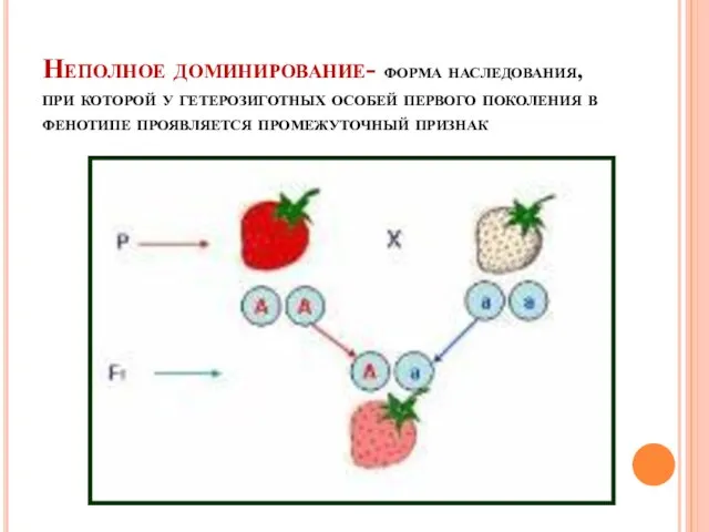 Неполное доминирование- форма наследования, при которой у гетерозиготных особей первого поколения в фенотипе проявляется промежуточный признак