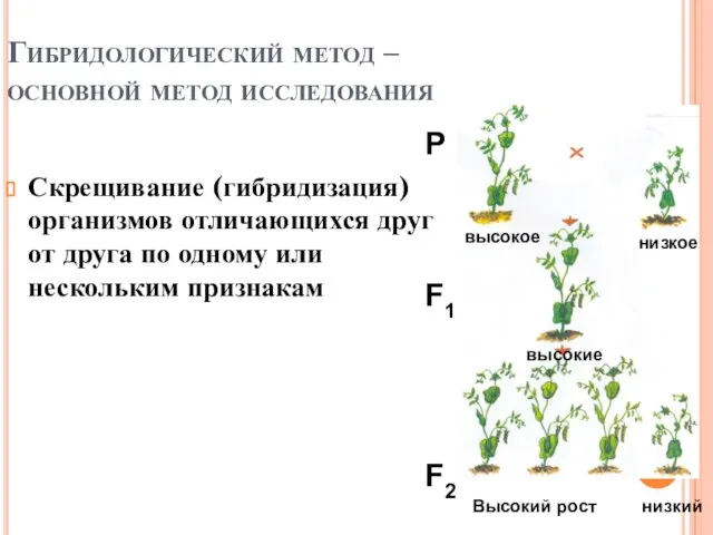 Гибридологический метод – основной метод исследования Скрещивание (гибридизация) организмов отличающихся друг от