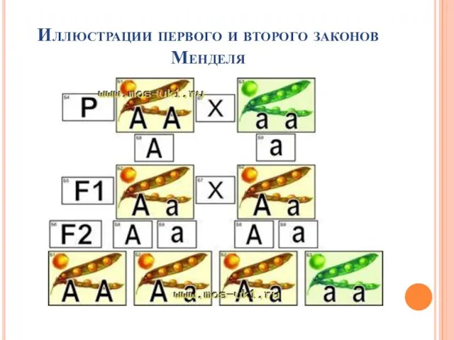 Иллюстрации первого и второго законов Менделя