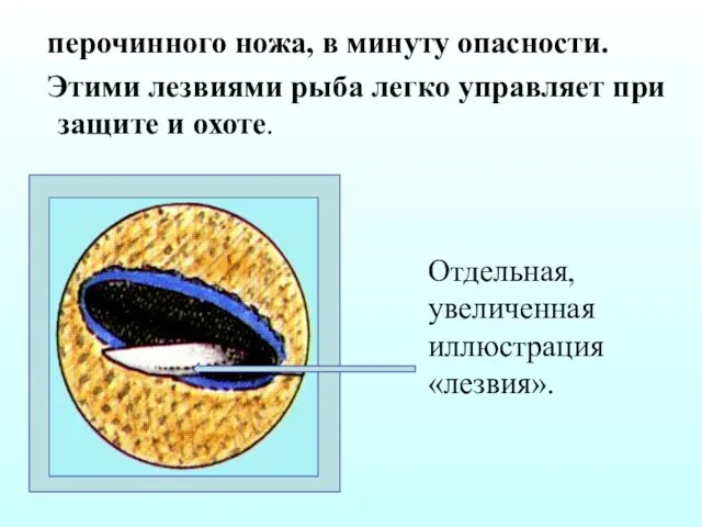 перочинного ножа, в минуту опасности. Этими лезвиями рыба легко управляет при защите