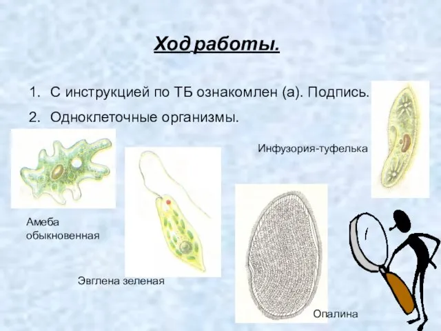 Ход работы. С инструкцией по ТБ ознакомлен (а). Подпись. Одноклеточные организмы. Эвглена