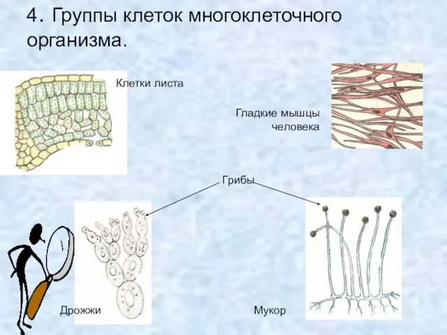 4. Группы клеток многоклеточного организма. Клетки листа Грибы Дрожжи Мукор Гладкие мышцы человека