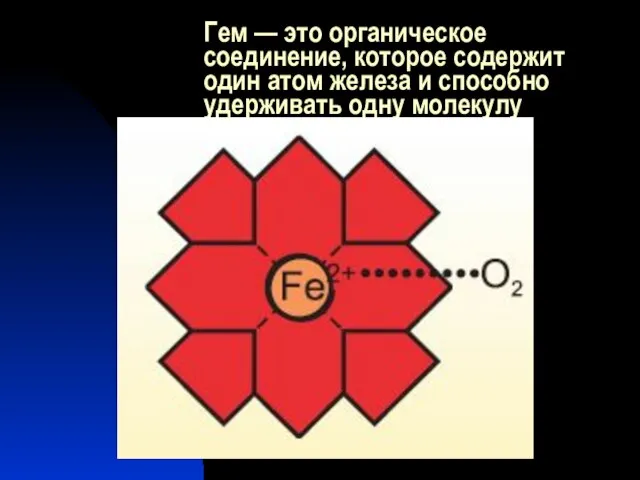 Гем — это органическое соединение, которое содержит один атом железа и способно удерживать одну молекулу кислорода.