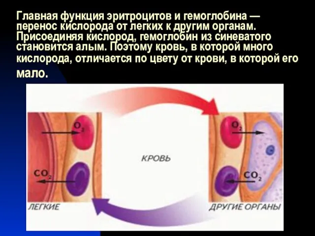 Главная функция эритроцитов и гемоглобина — перенос кислорода от легких к другим