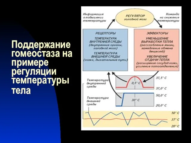 Поддержание гомеостаза на примере регуляции температуры тела