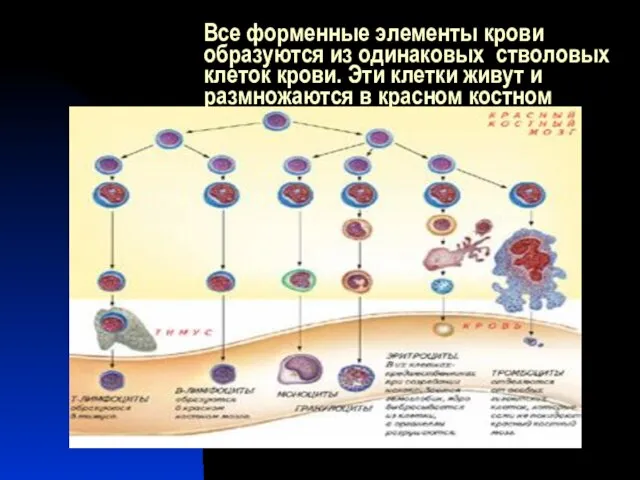 Все форменные элементы крови образуются из одинаковых стволовых клеток крови. Эти клетки