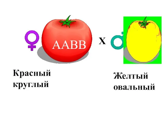 ААВВ аавв Р. ♀ ♂ Х Красный круглый Желтый овальный