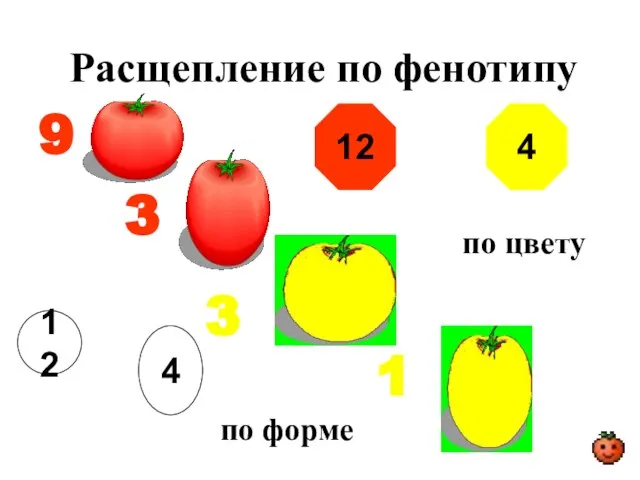 Расщепление по фенотипу 9 3 3 1 12 по цвету 4 по форме 12 4