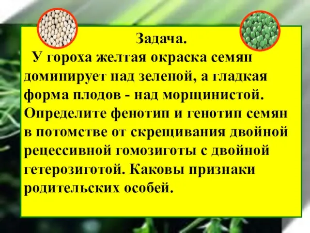 Задача. У гороха желтая окраска семян доминирует над зеленой, а гладкая форма