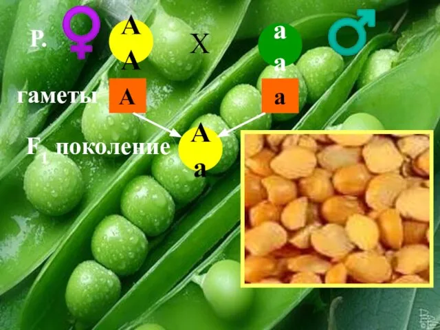 АА аа А а Аа Р. гаметы F1 поколение ♀ ♂ Х
