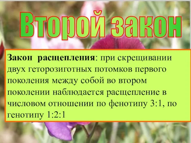 Второй закон Закон расщепления: в потомстве, полученном от скрещивания гибридов первого поколения