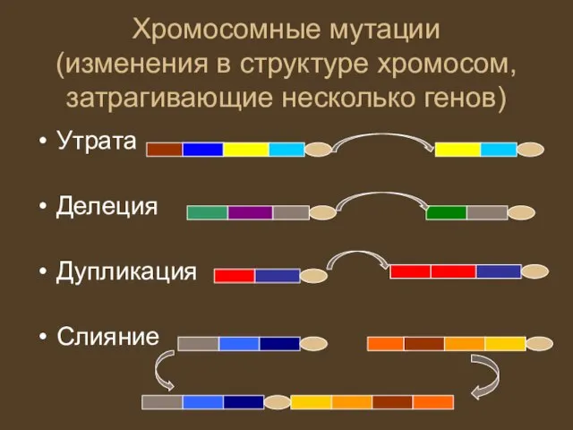 Хромосомные мутации (изменения в структуре хромосом, затрагивающие несколько генов) Утрата Делеция Дупликация Слияние