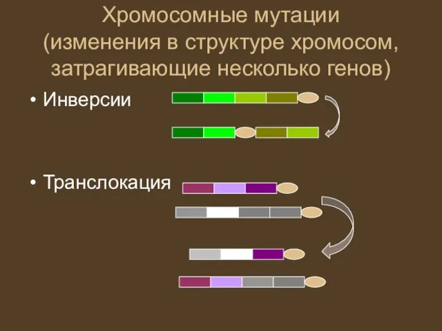 Хромосомные мутации (изменения в структуре хромосом, затрагивающие несколько генов) Инверсии Транслокация