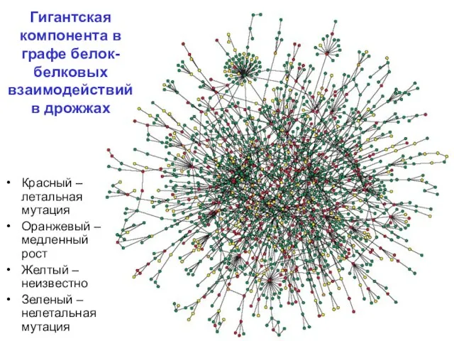 Гигантская компонента в графе белок-белковых взаимодействий в дрожжах Красный – летальная мутация