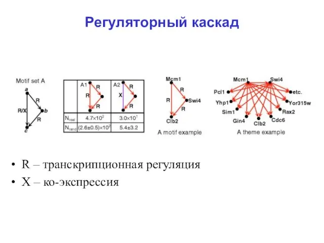 Регуляторный каскад R – транскрипционная регуляция Х – ко-экспрессия