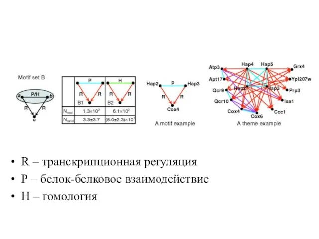 R – транскрипционная регуляция Р – белок-белковое взаимодействие Н – гомология