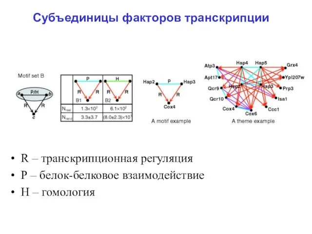 Субъединицы факторов транскрипции R – транскрипционная регуляция Р – белок-белковое взаимодействие Н – гомология