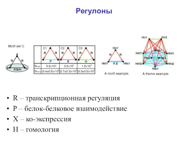 Регулоны R – транскрипционная регуляция Р – белок-белковое взаимодействие Х – ко-экспрессия Н – гомология