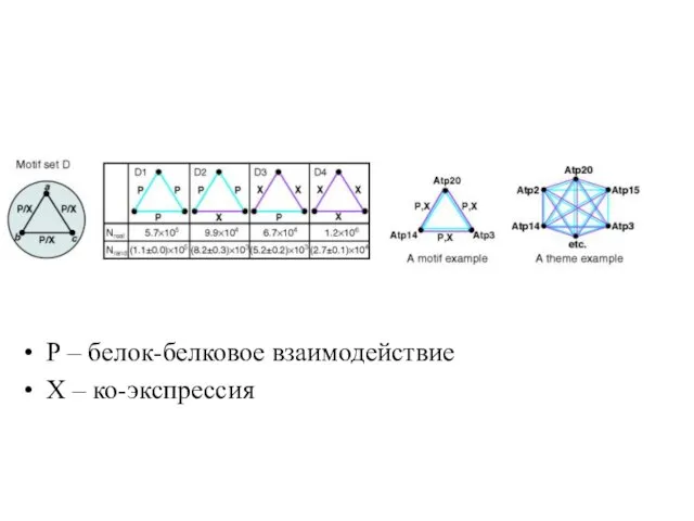 Р – белок-белковое взаимодействие Х – ко-экспрессия