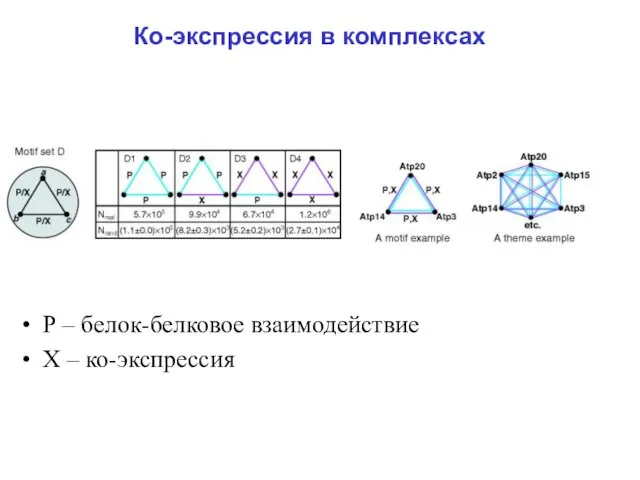 Ко-экспрессия в комплексах Р – белок-белковое взаимодействие Х – ко-экспрессия