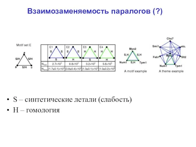 Взаимозаменяемость паралогов (?) S – синтетические летали (слабость) Н – гомология