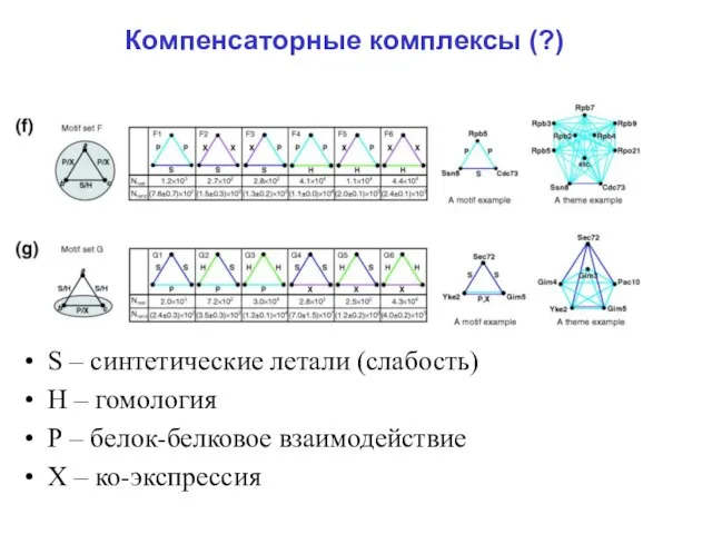 Компенсаторные комплексы (?) S – синтетические летали (слабость) Н – гомология Р