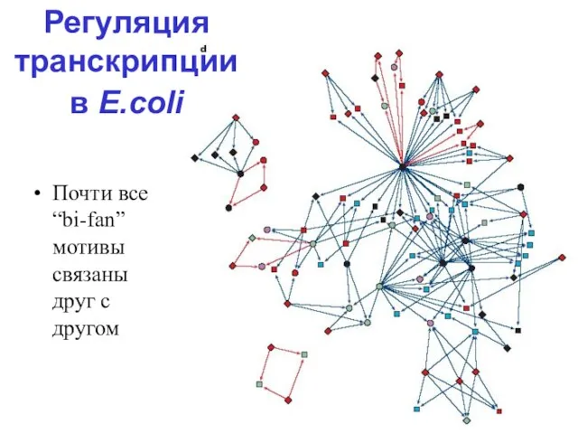 Почти все “bi-fan” мотивы связаны друг с другом Регуляция транскрипции в E.coli