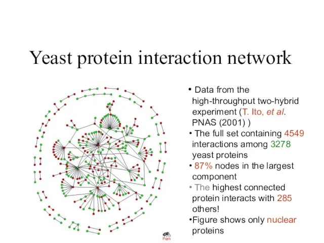 Yeast protein interaction network Data from the high-throughput two-hybrid experiment (T. Ito,