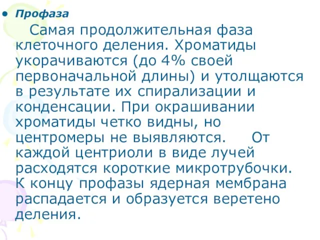 Профаза Самая продолжительная фаза клеточного деления. Хроматиды укорачиваются (до 4% своей первоначальной