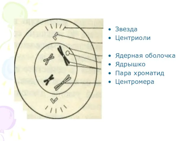 Звезда Центриоли Ядерная оболочка Ядрышко Пара хроматид Центромера