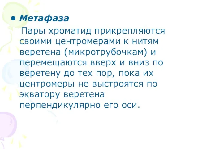 Метафаза Пары хроматид прикрепляются своими центромерами к нитям веретена (микротрубочкам) и перемещаются