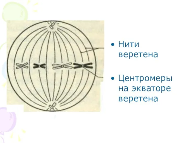 Нити веретена Центромеры на экваторе веретена