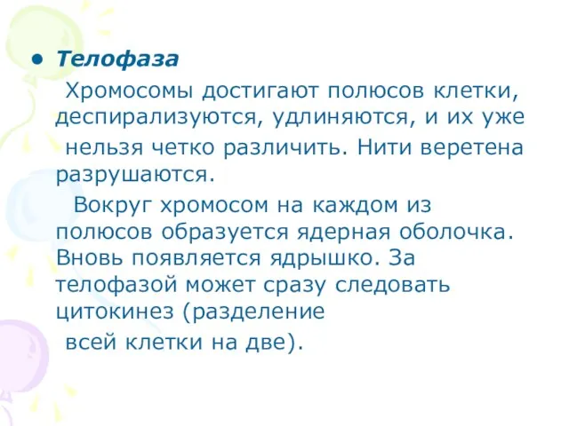 Телофаза Хромосомы достигают полюсов клетки, деспирализуются, удлиняются, и их уже нельзя четко