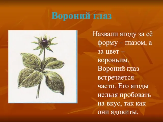 Вороний глаз Назвали ягоду за её форму – глазом, а за цвет